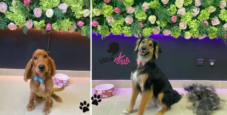Pseća posla, obrt za usluge, vl. Borna Cvitaš