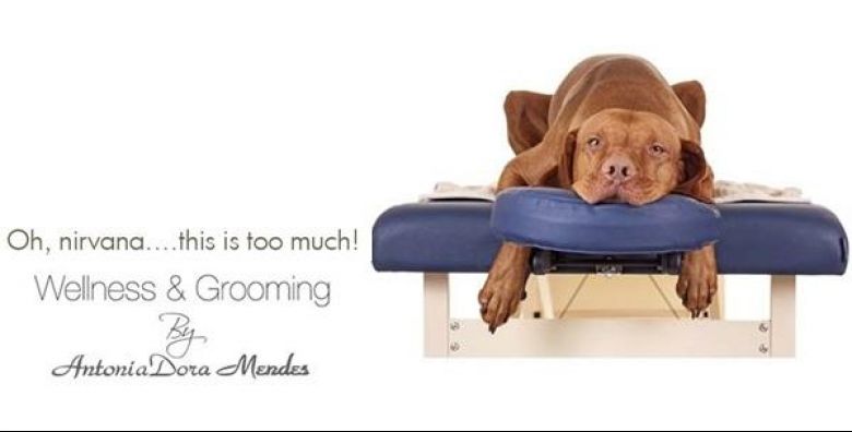 Salon za pse Wellness & Grooming